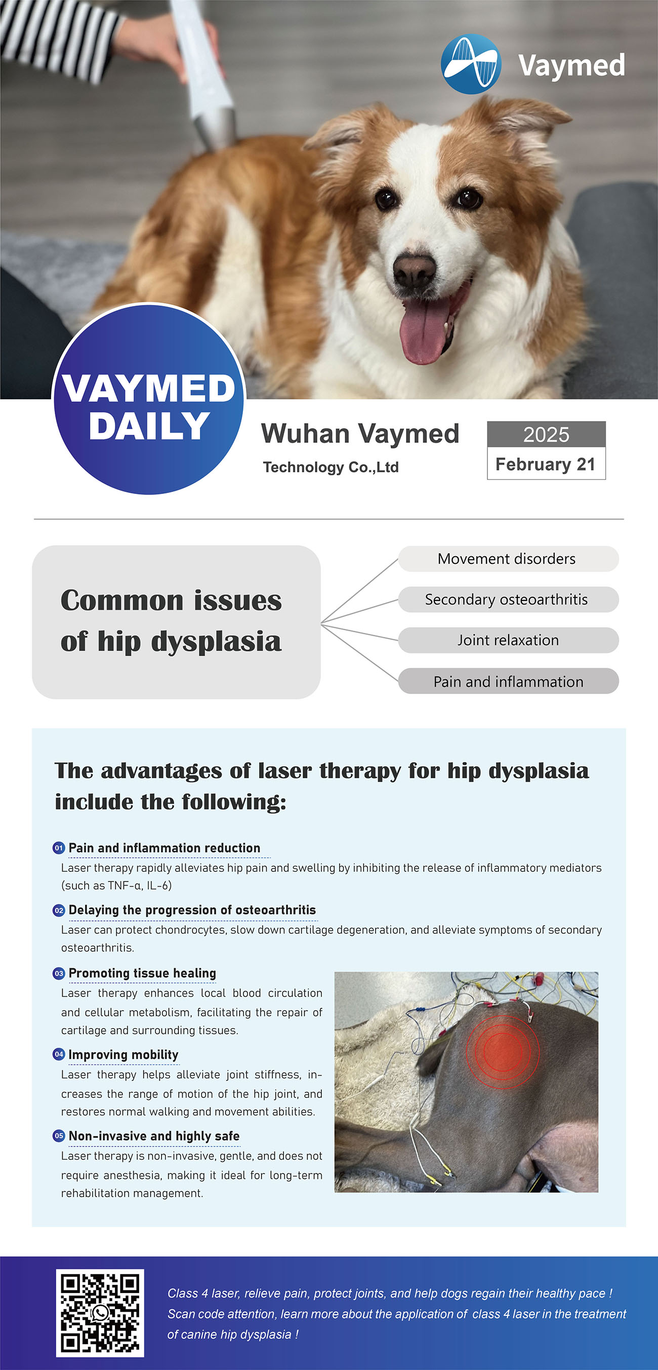 Laser Therapy Benefits & Common Issues of Hip Dysplasia