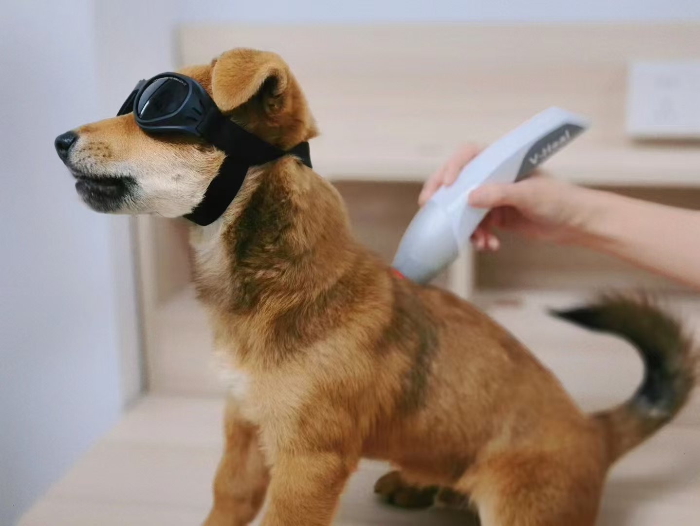 Laser Therapy for Dogs - Everything You Need to Know