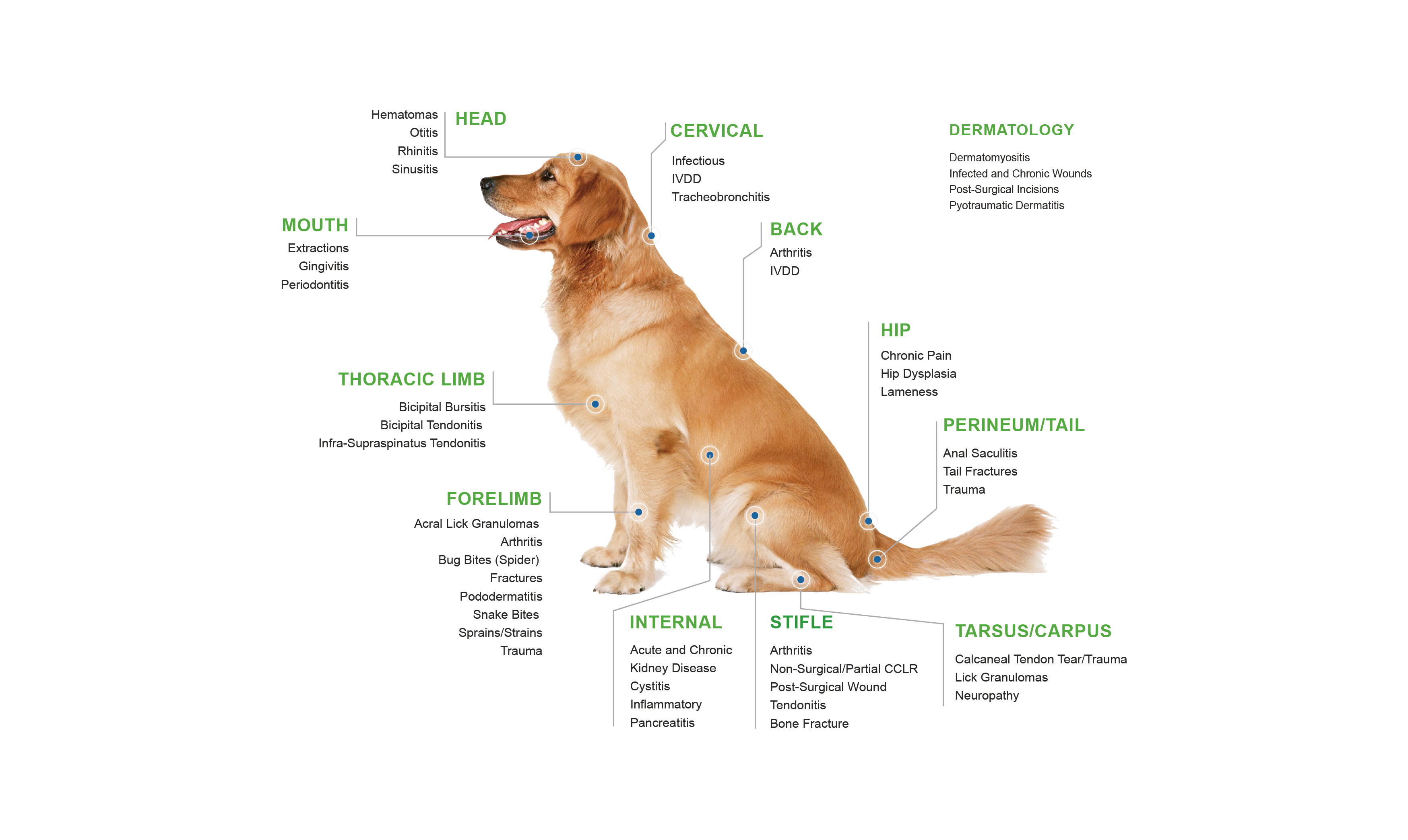 Laser Therapy for Dogs - Everything You Need to Know.jpg