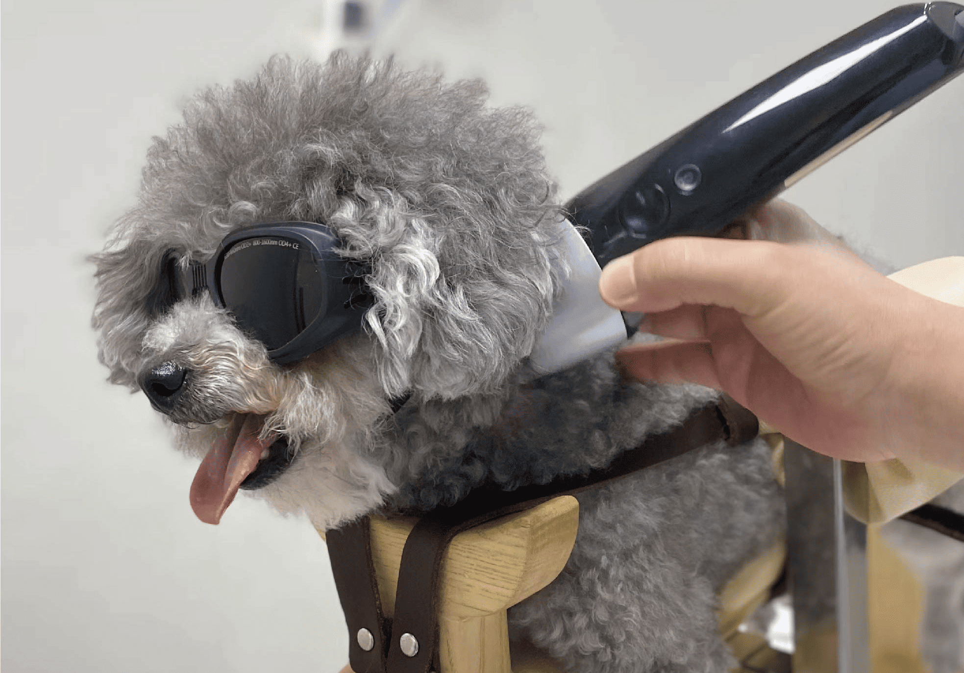 Does Laser Therapy Work for a Canine Bulging Discs?