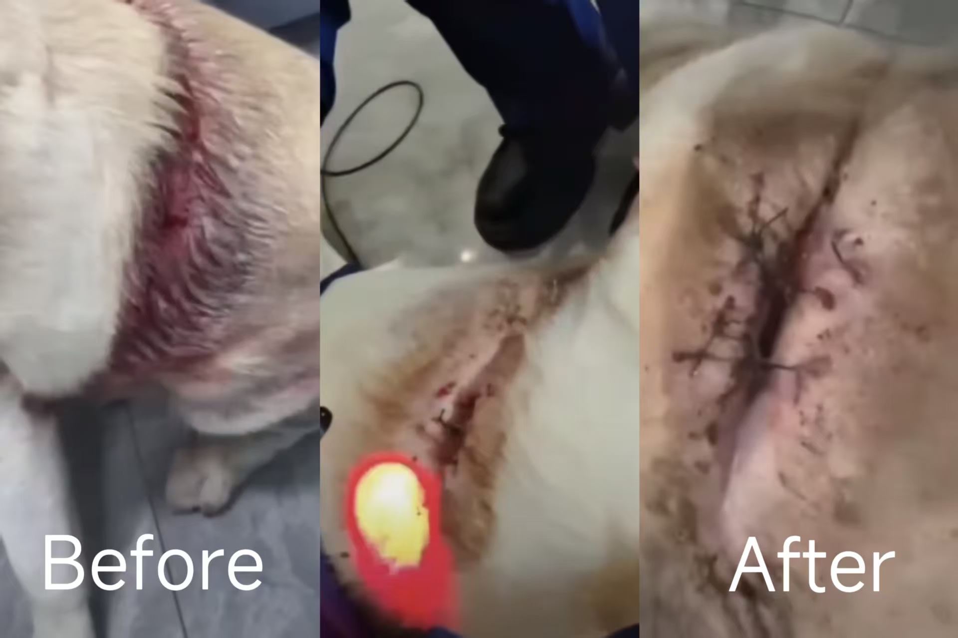 A Case of Laser Therapy for Large Wounds in Dog.jpg