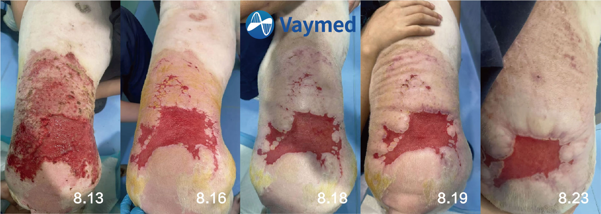 A Case of Laser Treatment of Canines Extensive Skin Ulceration.jpg