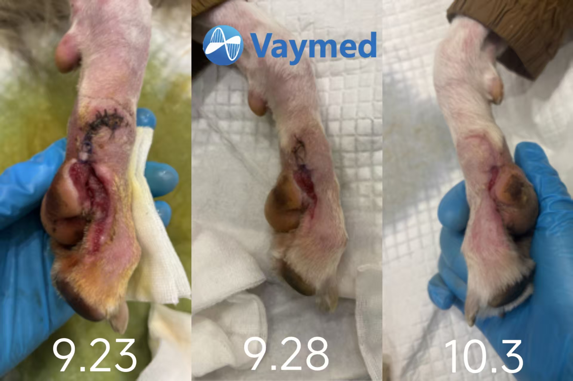 A Case of Comprehensive Treatment for Canine Pedal Infectious Trauma.jpg