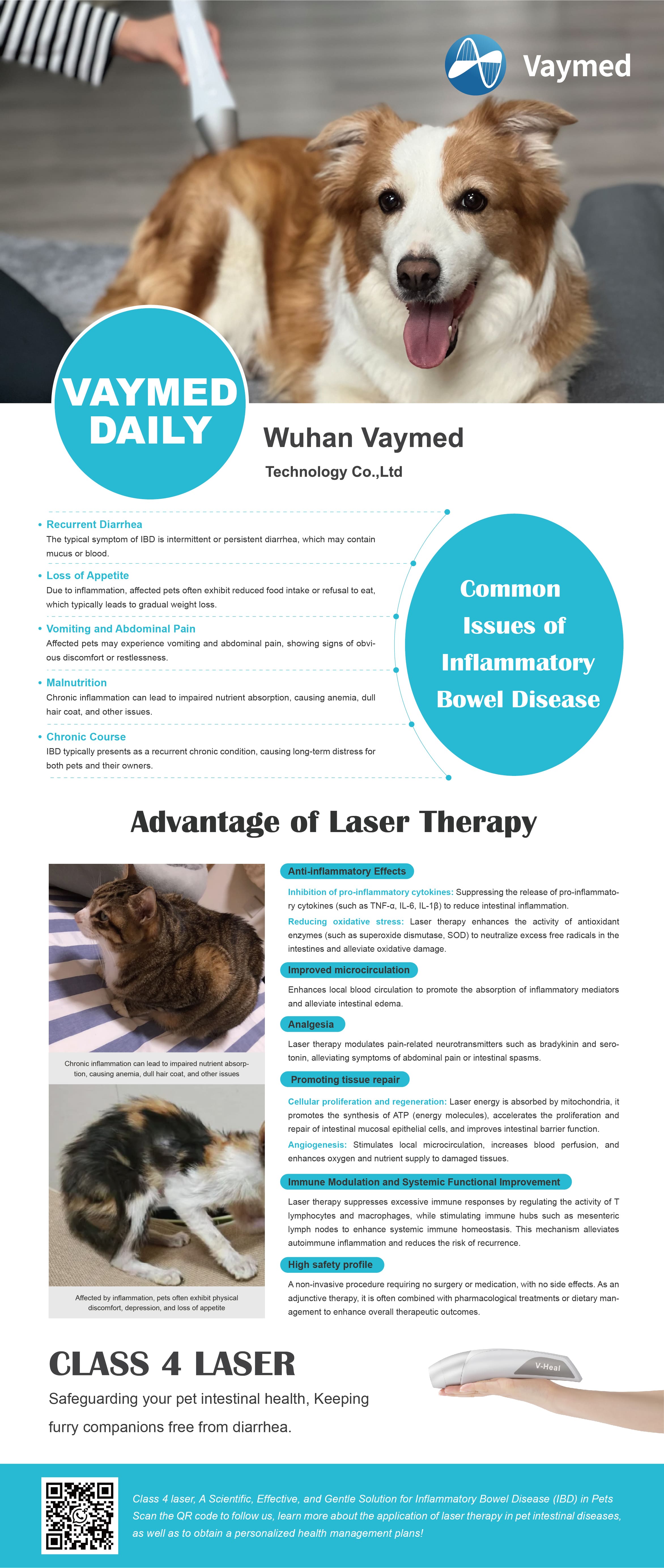 Common Issues of Inflammatory Bowel Disease - Class 4 Laser Therapy