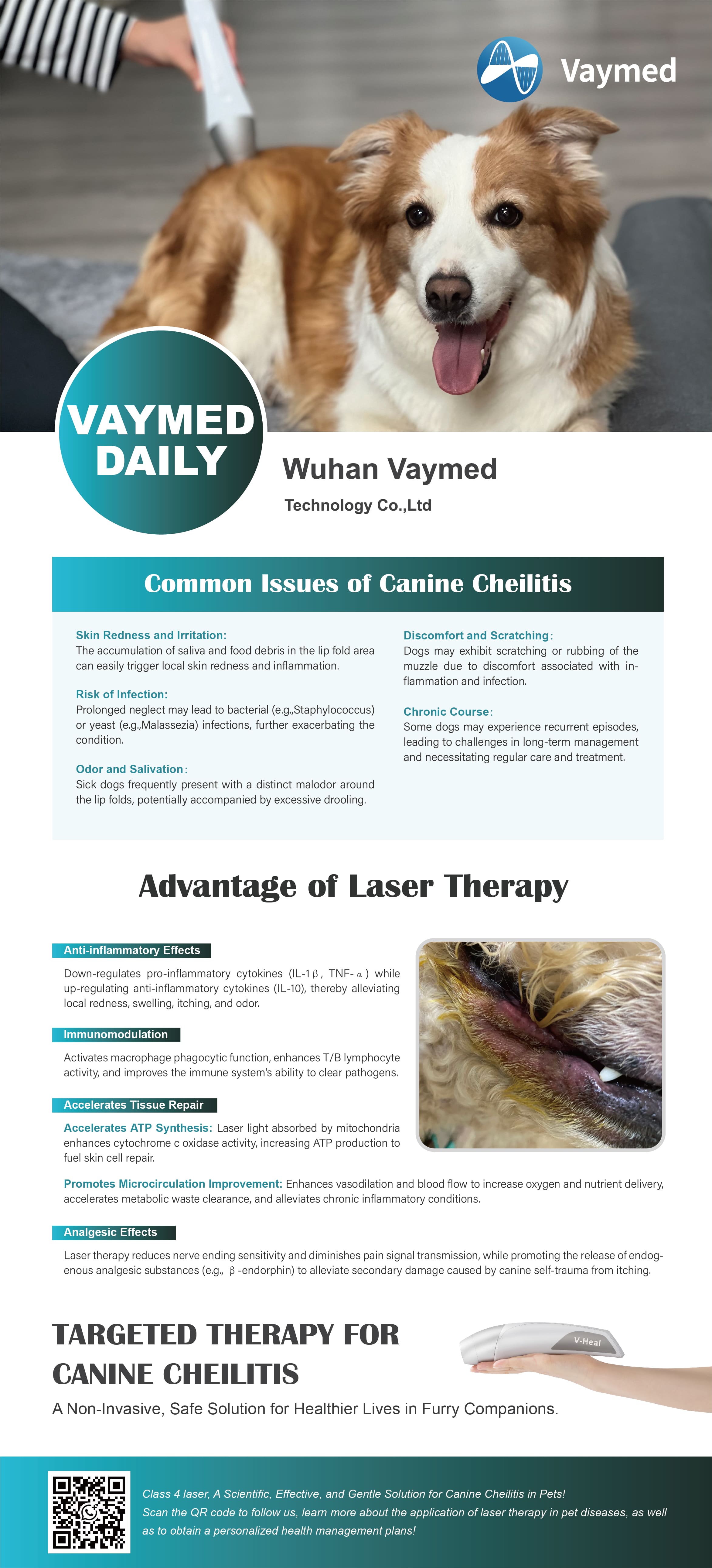 Common Issues of Canine Cheilitis - Class 4 Laser Therapy