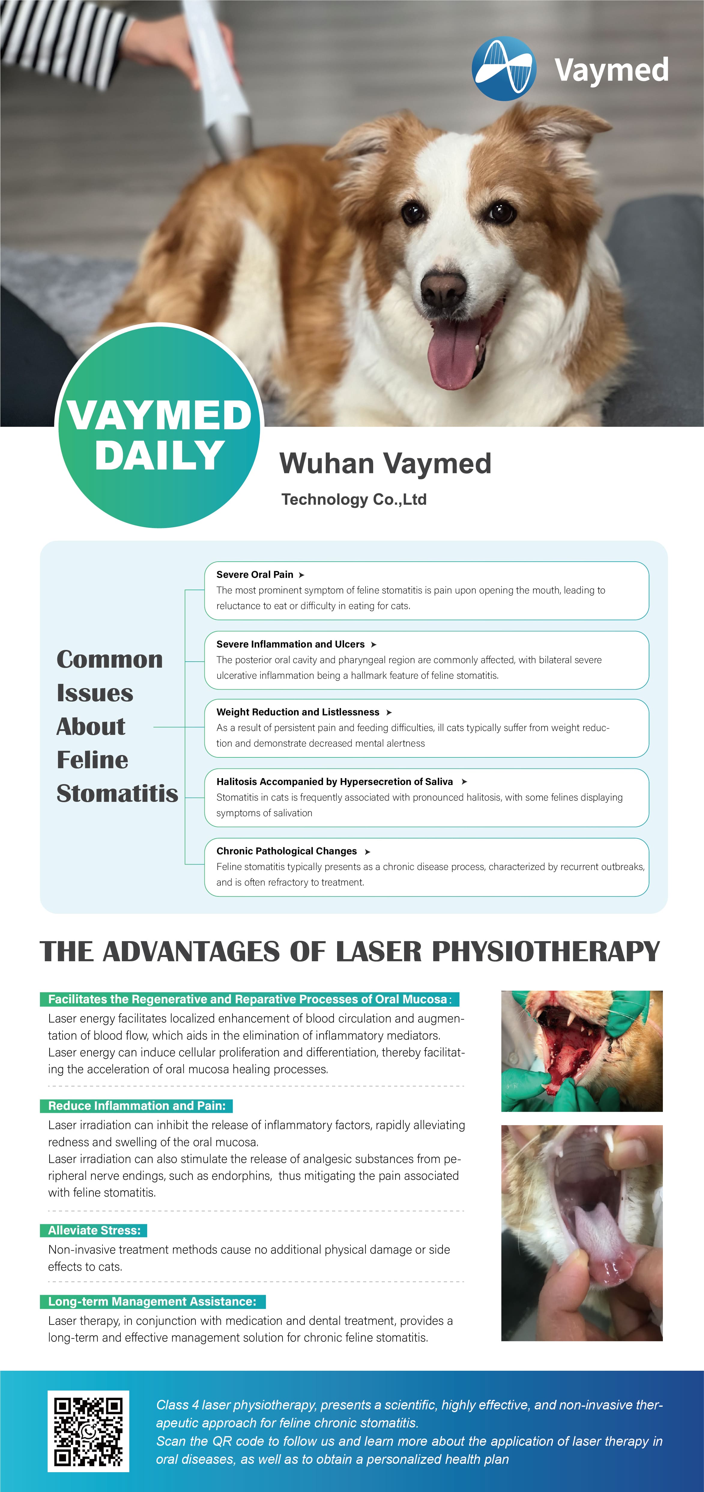 Common Issues About Feline Stomatitis - Class 4 Laser Therapy