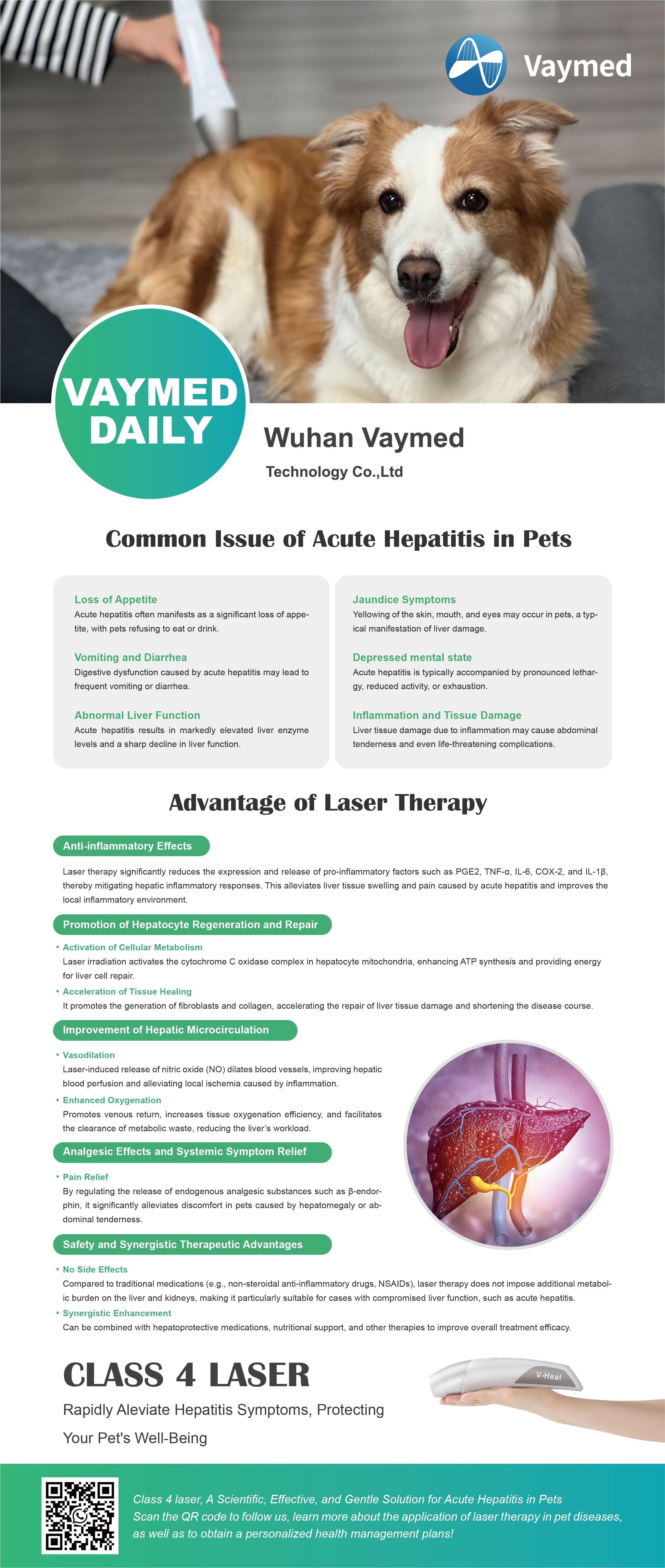 Common issue of Acute Hepatitis in Pets - Class 4 Laser Therapy