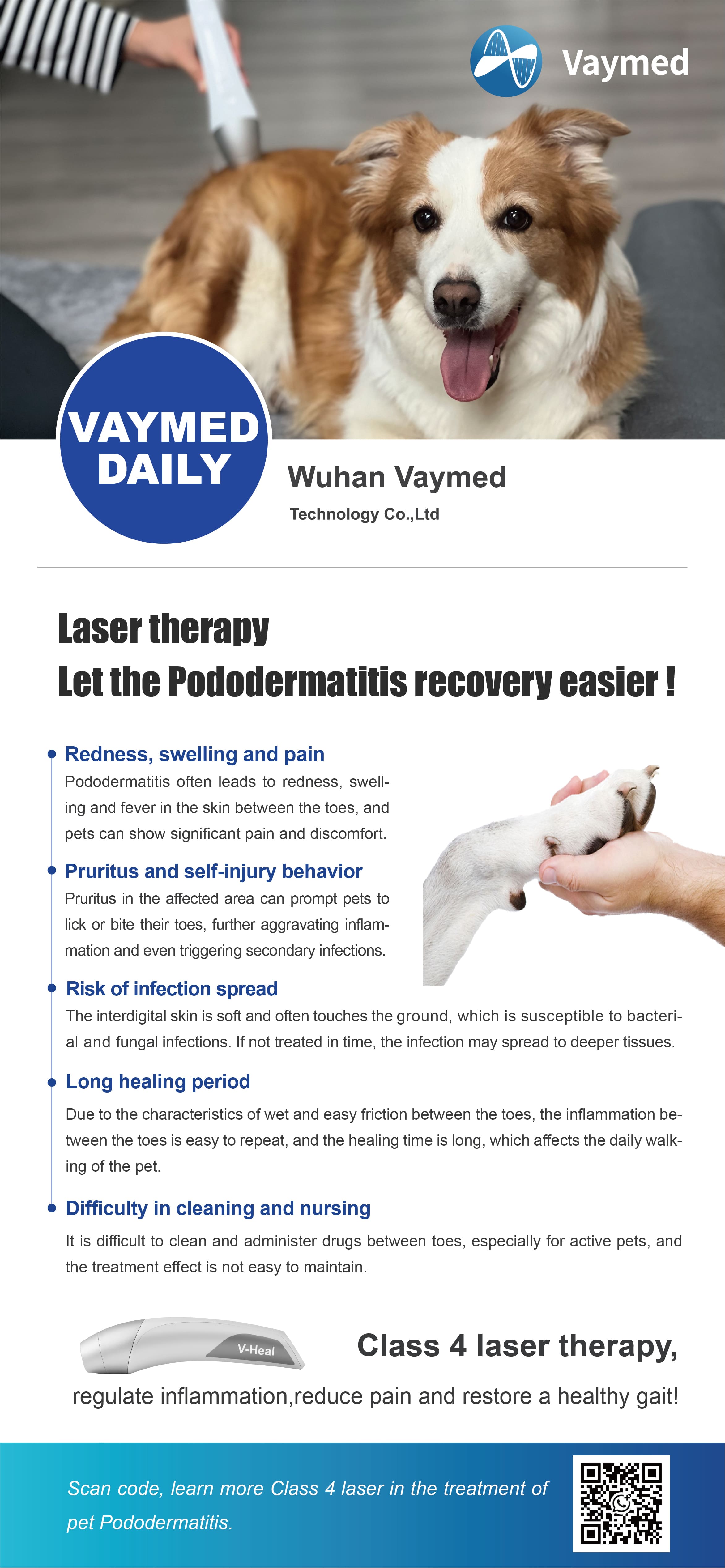 Class 4 Laser therapy - Let the Pododermatitis recovery easier